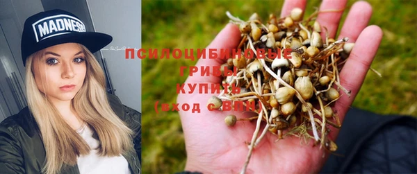 прущие грибы Дмитриев
